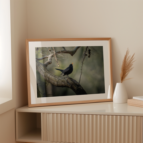 Natuurprint ‘Dansende merel’ als wanddecoratie in een interieur
