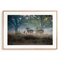Print 'Reeën in het ochtendlicht'