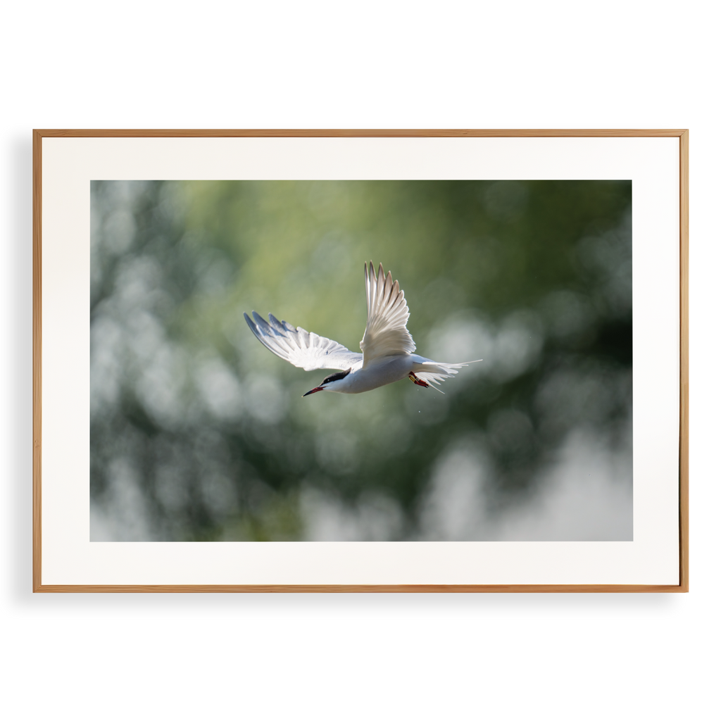 Print 'Duikende visdief'