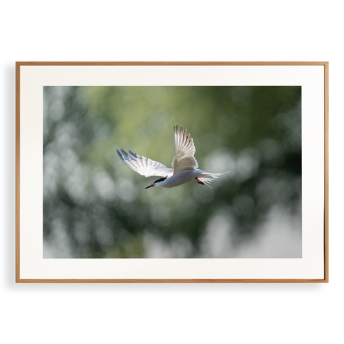 Natuurprint ‘Duikende visdief’ als wanddecoratie in een interieur